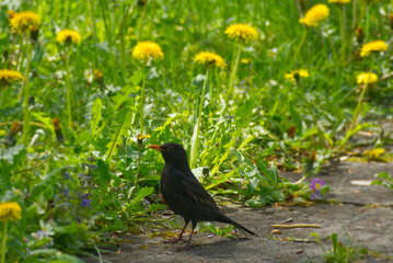 Female eurasian blackbird (Turdus merula) sitting on stone path in Zurich, Switzerland