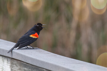 Red winged blackbird sings from a porch rail