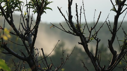 sunset in the forest