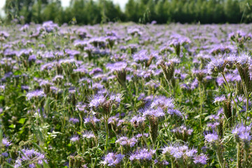 Obraz premium agricultural field with blooming thyme and forest line on background 