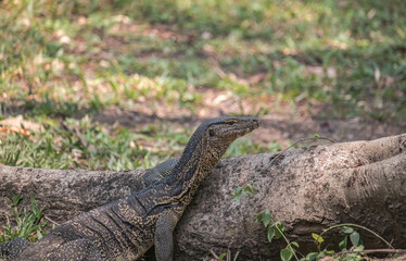 Water monitor lizard laying on a small log