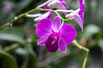 Obraz premium Beautiful purple orchid on green background