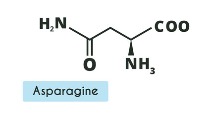 Asparagine Molecule Structure.(L-asparagine, Asn, N) Skeletal formula. Amino acid.