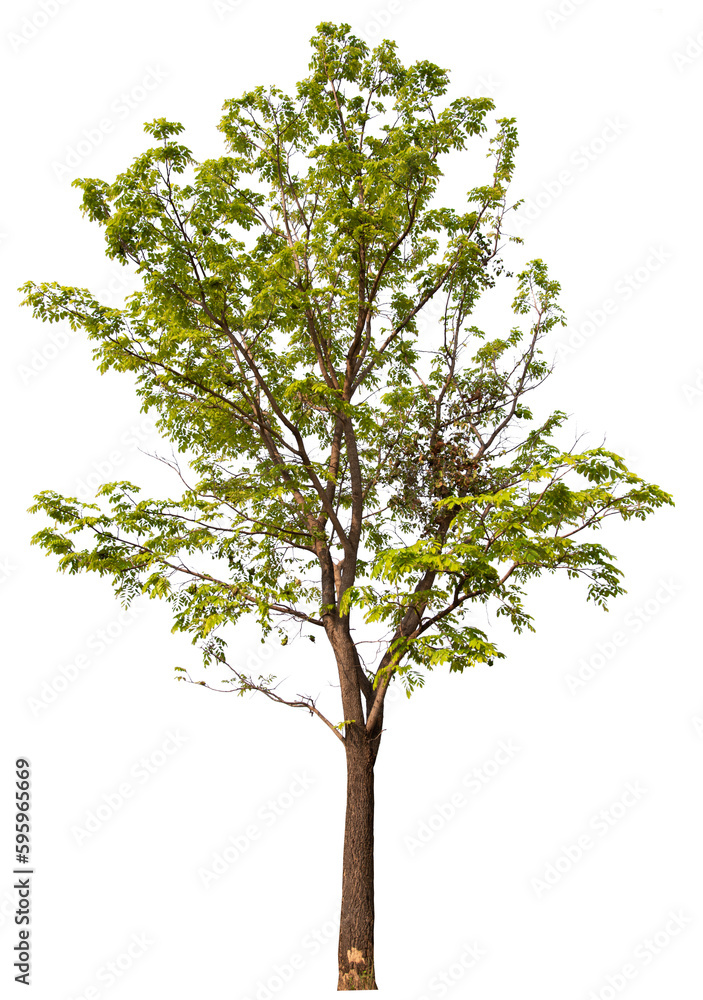 Poster tree PNG file removed original background
