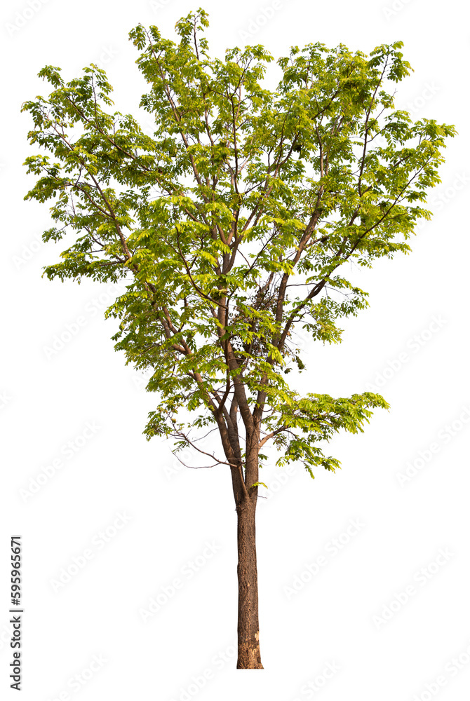 Aufkleber tree PNG file removed original background