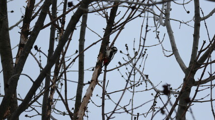 bird on a branch