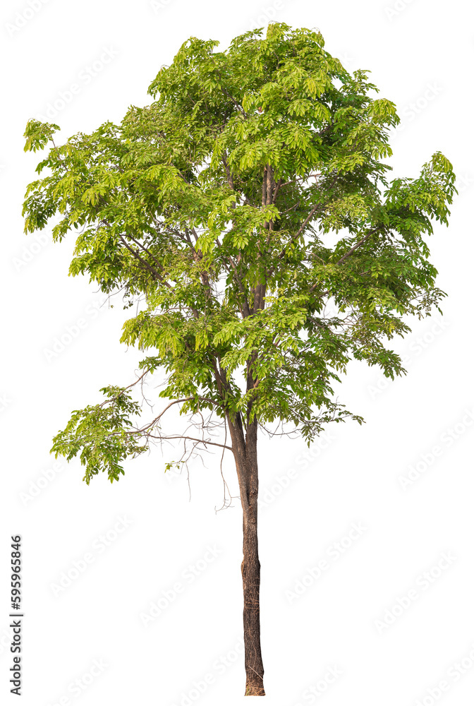 Aufkleber tree png file removed original background