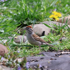 Chipping Sparrow