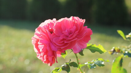 pink flower in the garden