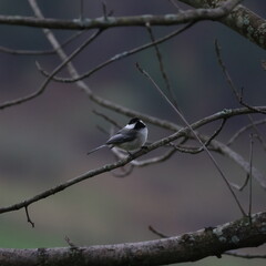 Black Capped Chickadee