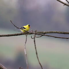 American Goldfinch