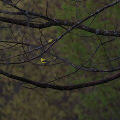 American Goldfinch