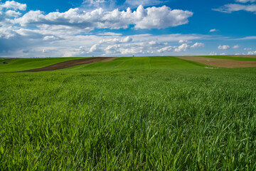 Harmony of colors in nature. Green fields, plowed land and cloudy blue sky. Green crops and field view in spring.