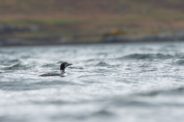 Great northern diver or common loon (Gavia immer) swimming on a sea loch, Isle of Mull, Scotland