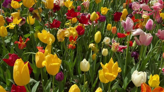 Colorful flowers. Field of colorful bright blooming tulips, large group of multi colored flowers nature still vivid background, moving in the wind.
