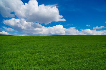 Obraz premium Harmony of colors in nature. Green fields, plowed land and cloudy blue sky. Green crops and field view in spring.
