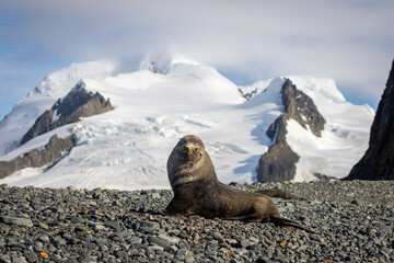 Brown fur seal in Antarctica	