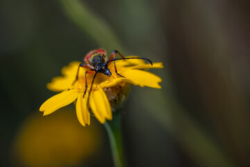 Nustera distigma is a species of beetle insect of the Cerambycidae family.