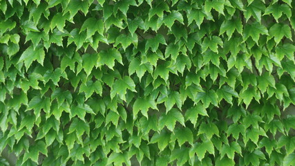 green ivy wall