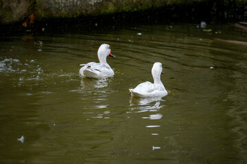 swans on the lake