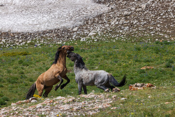Pair of Wild Horse Stallions Fighting in the Pryor Mountains Montana in Summer