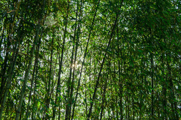 Obraz premium 自然 素材 イメージ