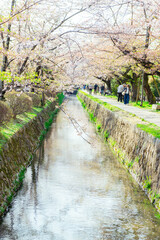 Fototapeta premium 哲学の道