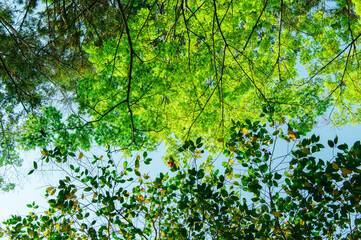 自然　素材　イメージ