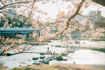 鴨川と桜 © 秋実 鶴谷