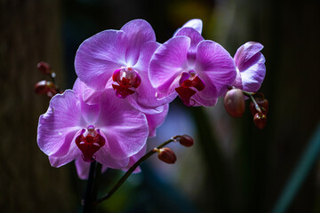 pink orchid flower