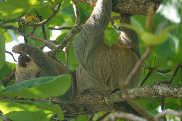 Hoffman's two-toed sloth sleeping in a tree