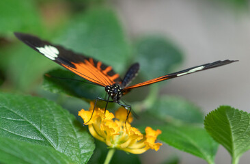 Butterfly on Lantana