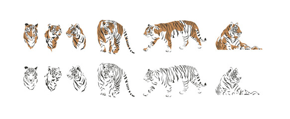 Tiger vector safari africa animal in diferent style 