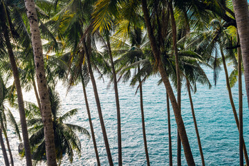 Tropical island,coconut and palm trees by the sea on the island