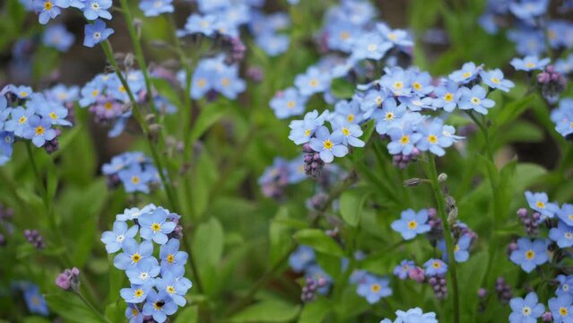 Blue Forget me not flowers in bloom in spring