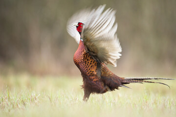 Common pheasant Phasianus colchius Ring-necked pheasant in natural habitat, grassland in early spring
