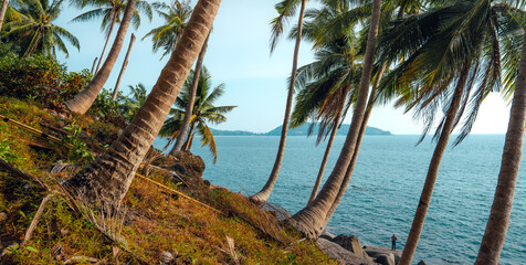 Tropical island,coconut and palm trees by the sea on the island