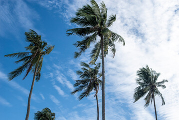 Five palm trees against a blue sky with clouds, Thailand