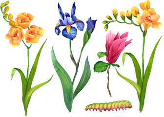 flowers of blue irises, yellow freesia and pink magnolia Botanical watercolor illustration.