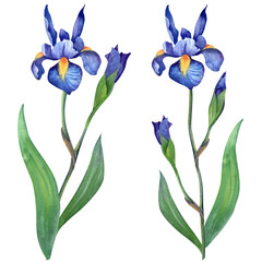 Fototapeta na wymiar iris flower. Isolated watercolor illustration. Botany.