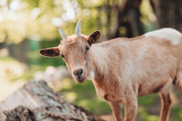 Portrait of a domestic goat in a local farm in Italy