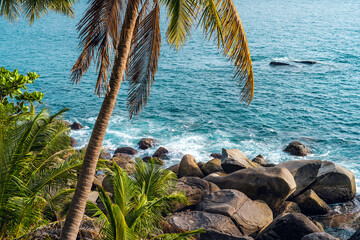 Tropical island,coconut and palm trees by the sea on the island