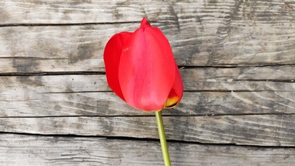 One red tulip close-up. Beautiful flower on the background of the board