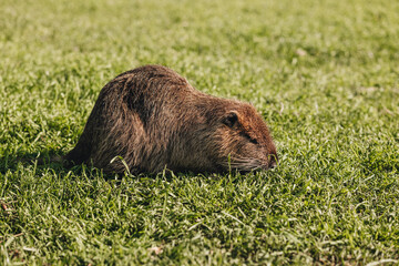 Portrait of a cute domestic beaver on the grass