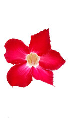 Red Blooming Hibiscus Flower Isolated on Transparent Background