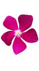 Pink Orchid Isolated on Transparent Background
