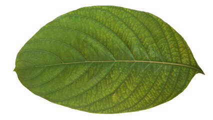 Obraz premium Dark Green Leaf Isolated on Transparent Background