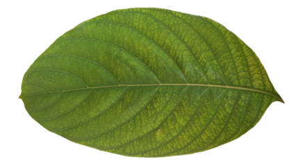 Dark Green Leaf Isolated on Transparent Background