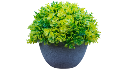 Artificial Green Plant in a Pot Isolated on Transparent Background