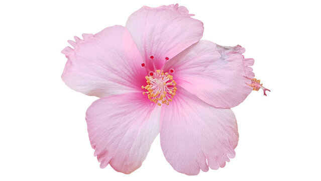Pink blooming hibiscus flower isolated (Close-up)